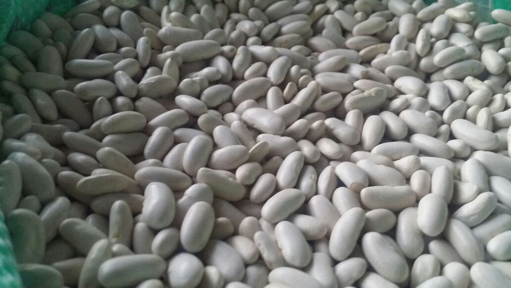 Beans-Cairo-16.jpg