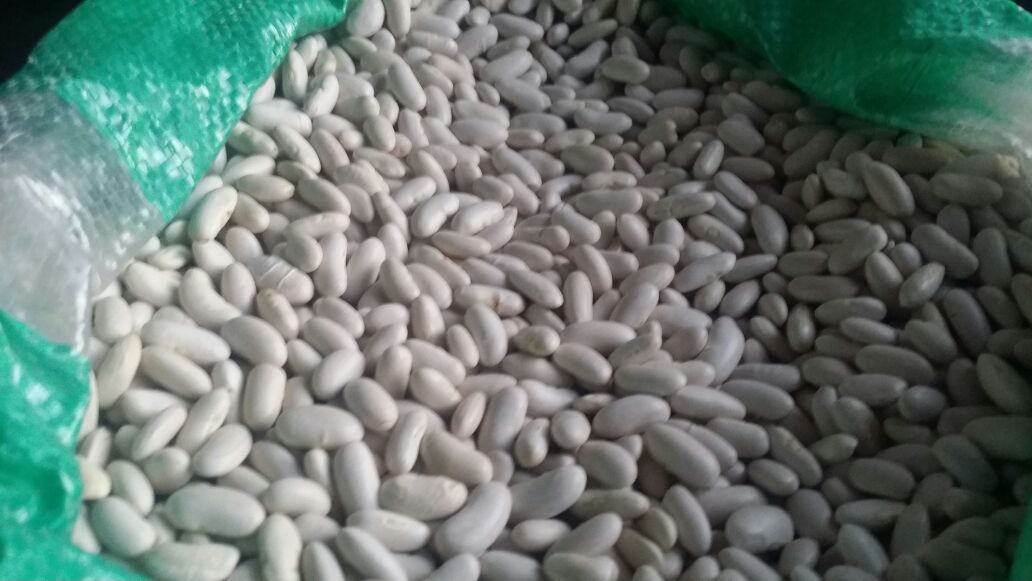 Beans-Cairo-18.jpg